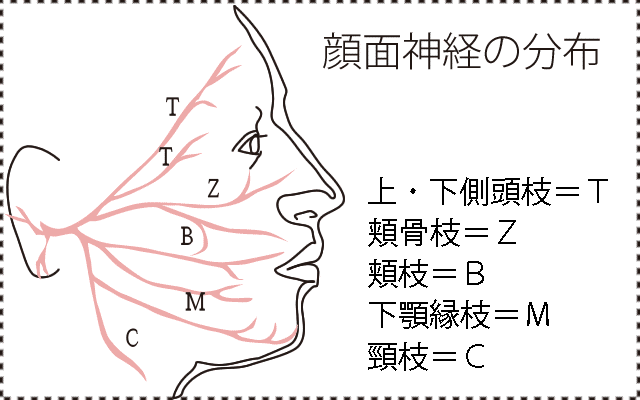 耳から出た神経は顔面全面に分布