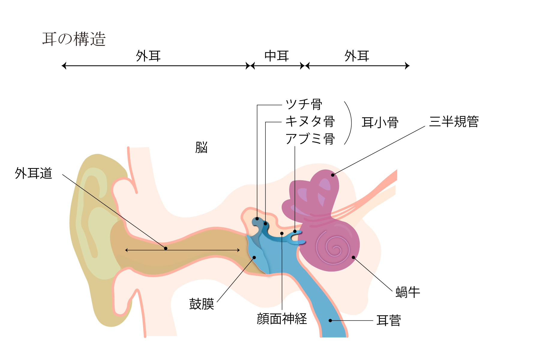 耳の構造